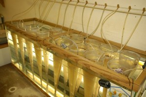 _dsc0018 Hatching Brine Shrimp